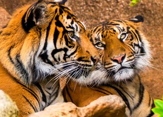 Loro Parque asume el rescate del tigre de Sumatra: la &uacute;ltima subespecie del planeta lucha contra su extinci&oacute;n en Tenerife